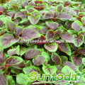 Suntoday where to buy heirloom hs code agriculture companies organicvegetable seeds and plants garden amaranth seeds (A40002)